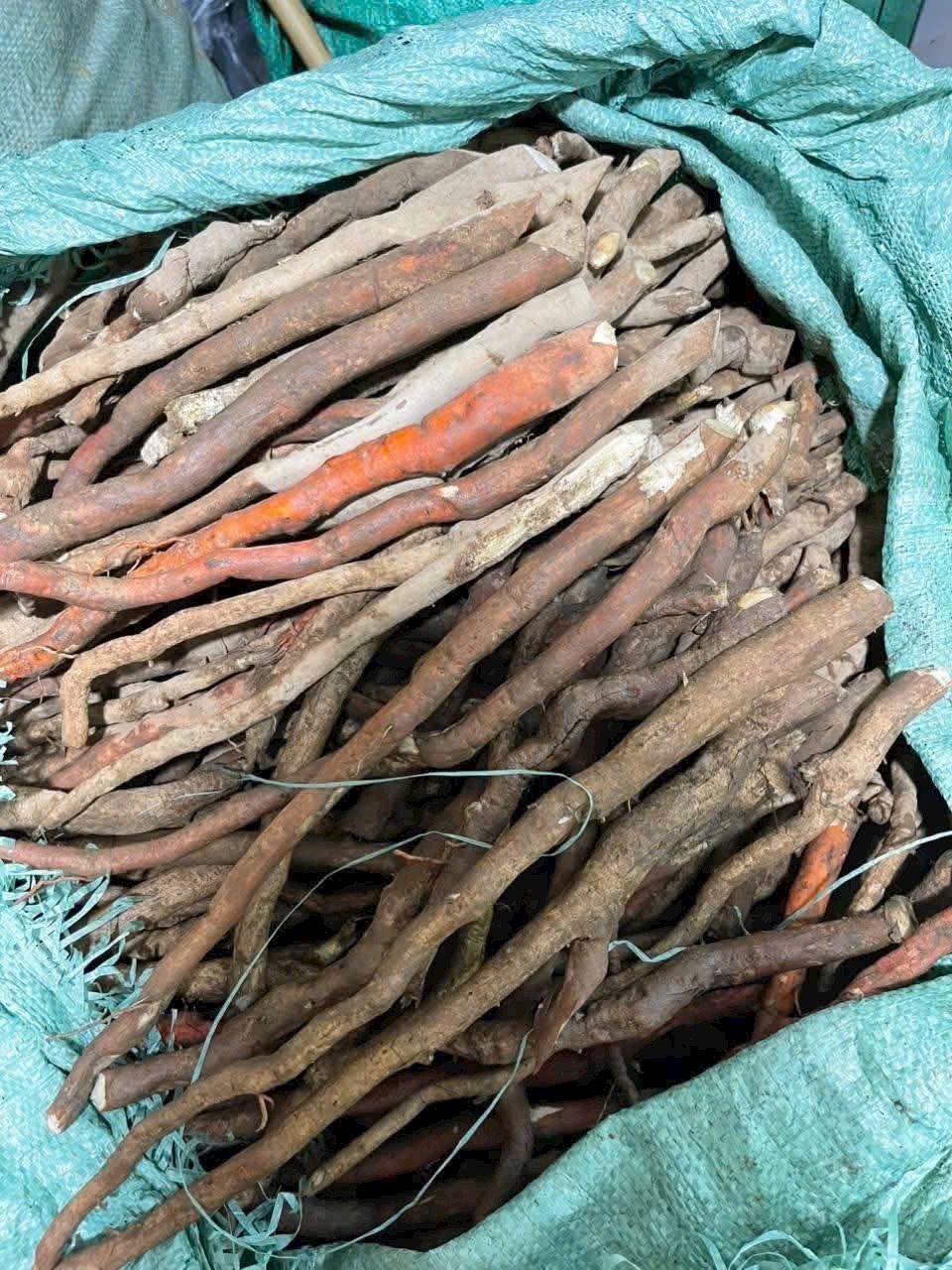 Sâm Cau Đỏ ngâm rượu - Ảnh 2