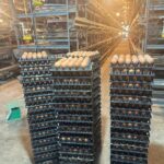 Chăn nuôi hiện đại, việc ứng dụng phần mềm quản lý giúp chủ trang trại