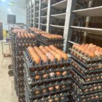 Phần mềm quản lý trang trại chăn nuôi