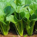 Ứng dụng IOT trong trồng trọt