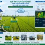 10 Lỗi vận hành HTX mà chuyển đổi số có thể giải quyết.
